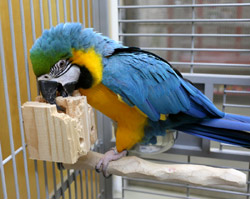 Natural Foraging Box Macaw