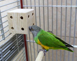 Senegal Parrot Natural Foraging Box