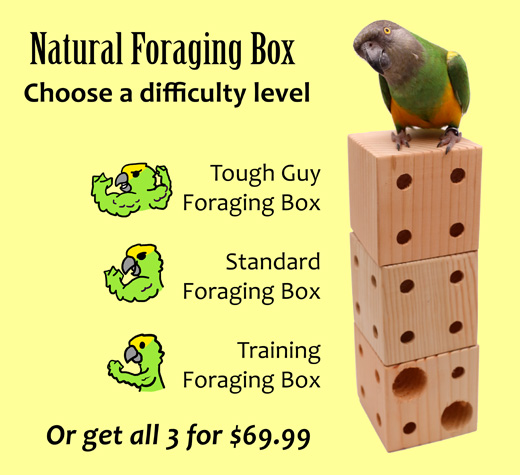 3 Foraging Boxes, Easy, Medium, and Hard for different birds