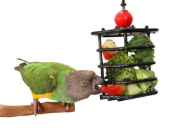 Senegal Parrot foraging for strawberries and broccoli from Foraging Cage Small