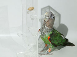 Cape Parrot Foraging Tower