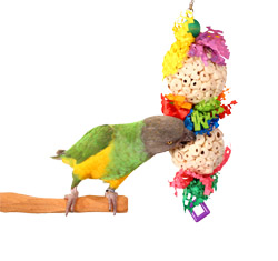 Senegal Parrot playing with Happy Muncher sola ball toy for small parrots and parakeets