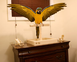 Macaw on Hardwood Tabletop NU Perch