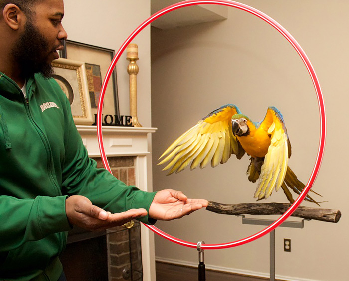 Flight Training Hoop for Macaw