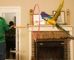 Macaw Flight Training Hoop