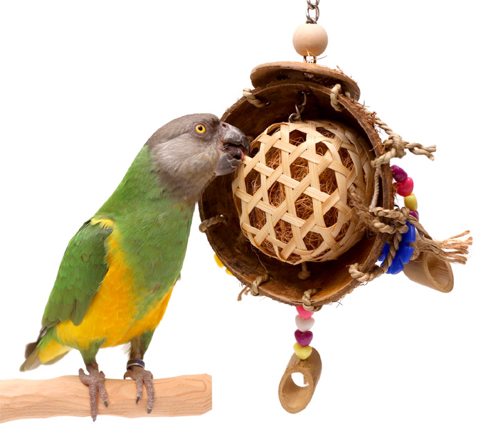 Senegal Parrot with Seaside Lagoon Toy for Small Parrots and Parakeets