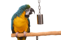 Large Stainless Steel Bell Toy with Blue and Gold Macaw