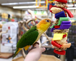 Caique playing with Loofah Drizzle shreddable parrot toy