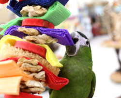 Close up of Hahns Macaw playing with Loofah Drizzle shreddable parrot toy