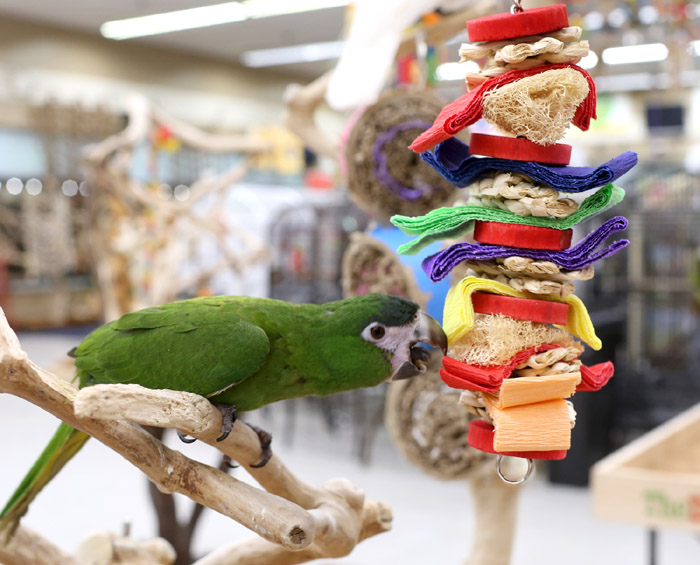 Hahns Macaw playing with Loofah Drizzle shreddable parrot toy