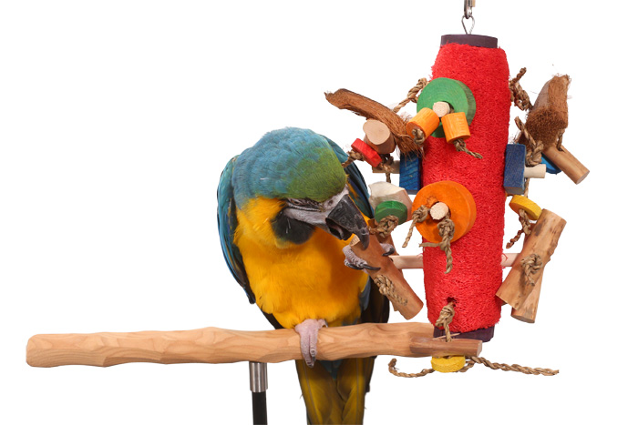 Blue and Gold Macaw playing with Loofah Parade Large Parrot Toy