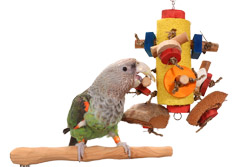 Cape Parrot chewing Loofah Parade Medium Parrot Toy