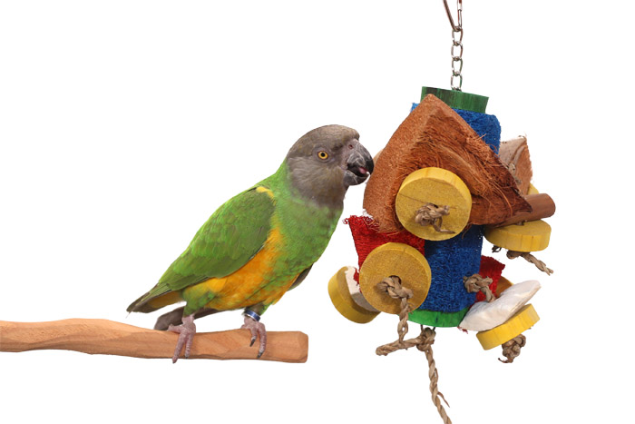 Senegal Parrot chewing Loofah Parade Small Parrot Toy