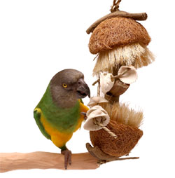 Senegal Parrot with Seaside Luau Small Parrot Toy