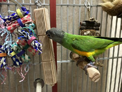 Mini Tower Toy in cage with Senegal Parrot playing