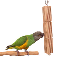 Mini Tower Groovy Parrot Toy with Senegal Parrot