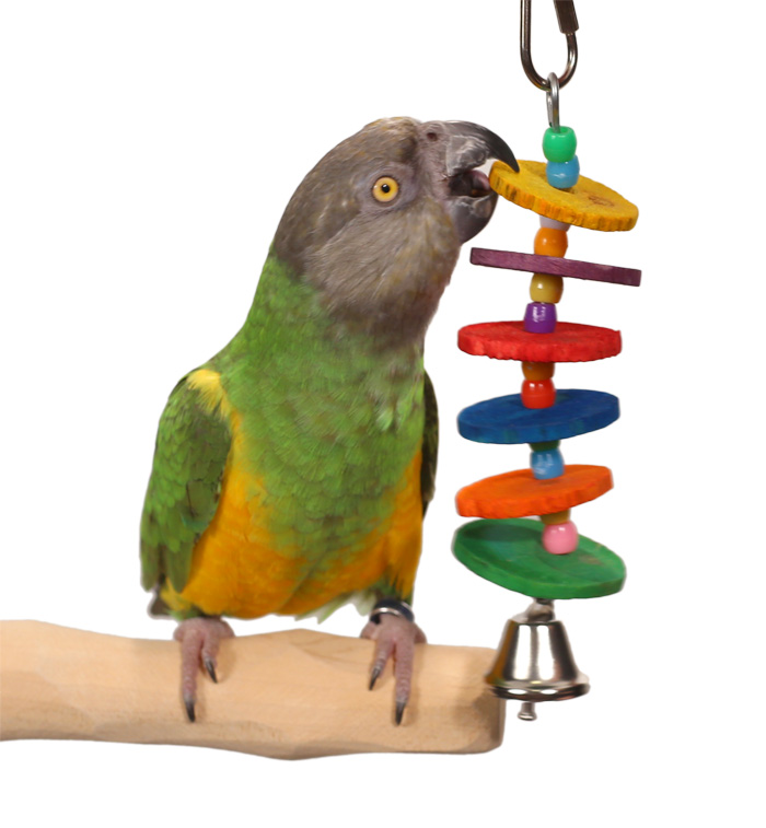 Senegal Parrot Playing with Tropcial Circles Mini Toy