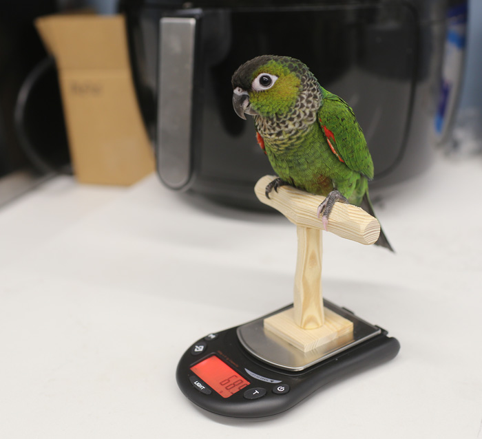 Conure on Mini NU Perch Scale