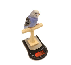 Blue Budgie on Mini NU Perch Scale