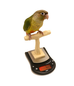 Mini NU Perch Parrot Training Scale with Pineapple Green Cheek Conure