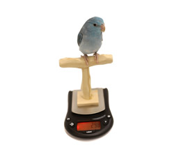 Blue Parrotlet on Mini NU Perch Scale