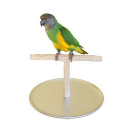 Senegal Parrot on Mini Tabletop NU Perch