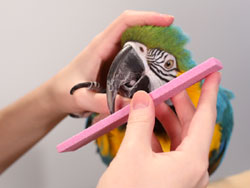 Trimming Macaw Beak with Nail Trimmer Stone