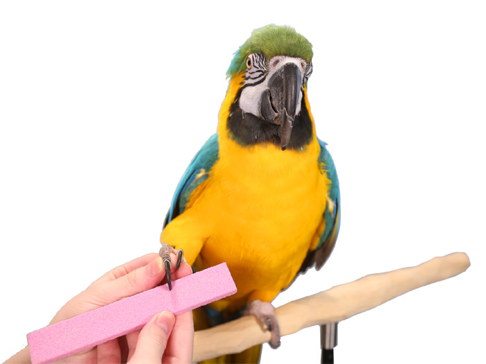 Trimming Macaw Claws with Parrot Nail Trimmer Stone