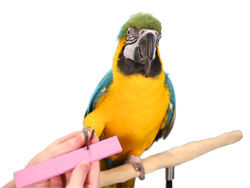 Trimming Macaw Claws with Parrot Nail Trimmer Stone