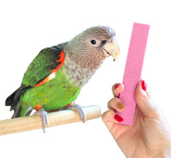 Parrot Nail Trimmer Stone