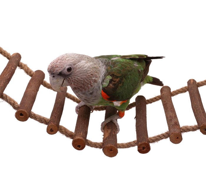 Natural Parrot Ladder Swing