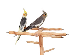 Cockatiel Play Gym