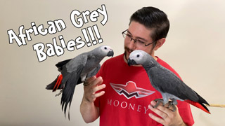 African Grey Parrot Babies