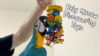 Baby Macaw Learning to Play with Toys