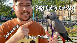 Harness Trained Baby African Grey Parrot Enjoys Going to a Park