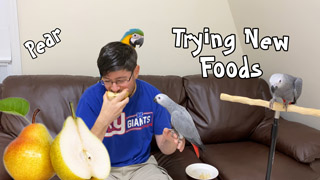 Baby Parrots Try a New Food!