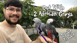 Taking 2 African Greys Outside Together