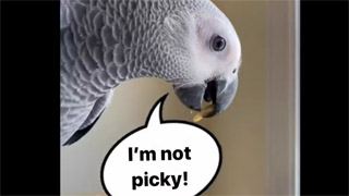 Baby African Grey Eats Healthy Foods