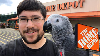 Baby African Greys Visit Home Depot