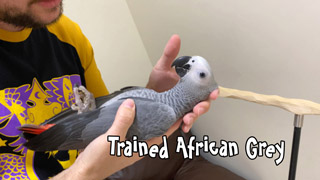 What a Trained African Grey Parrot Is Like