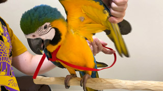 Baby Blue and Gold Macaw Puts On a Harness