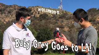 Delivering a Baby African Grey Parrot to LA!