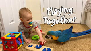 Baby Macaw Playing with Baby Boy