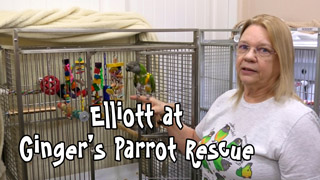 Elliott the Senegal Parrot at Ginger's Parrot Rescue