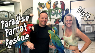 Tour of Paradise Parrot Rescue in Tucson Arizona