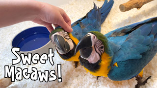 Raising the Most Awesome Parrots