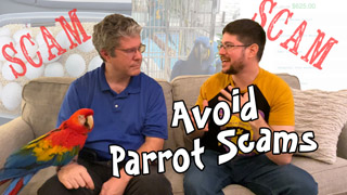 Tips for Avoiding Parrot Scams