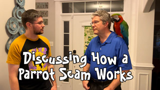 How a Parrot Scam Typically Works