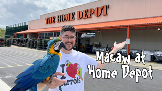 Chester the Blue and Gold Macaw Visits Home Depot