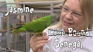 Jasmine (No Longer) Cage Bound Senegal Parrot